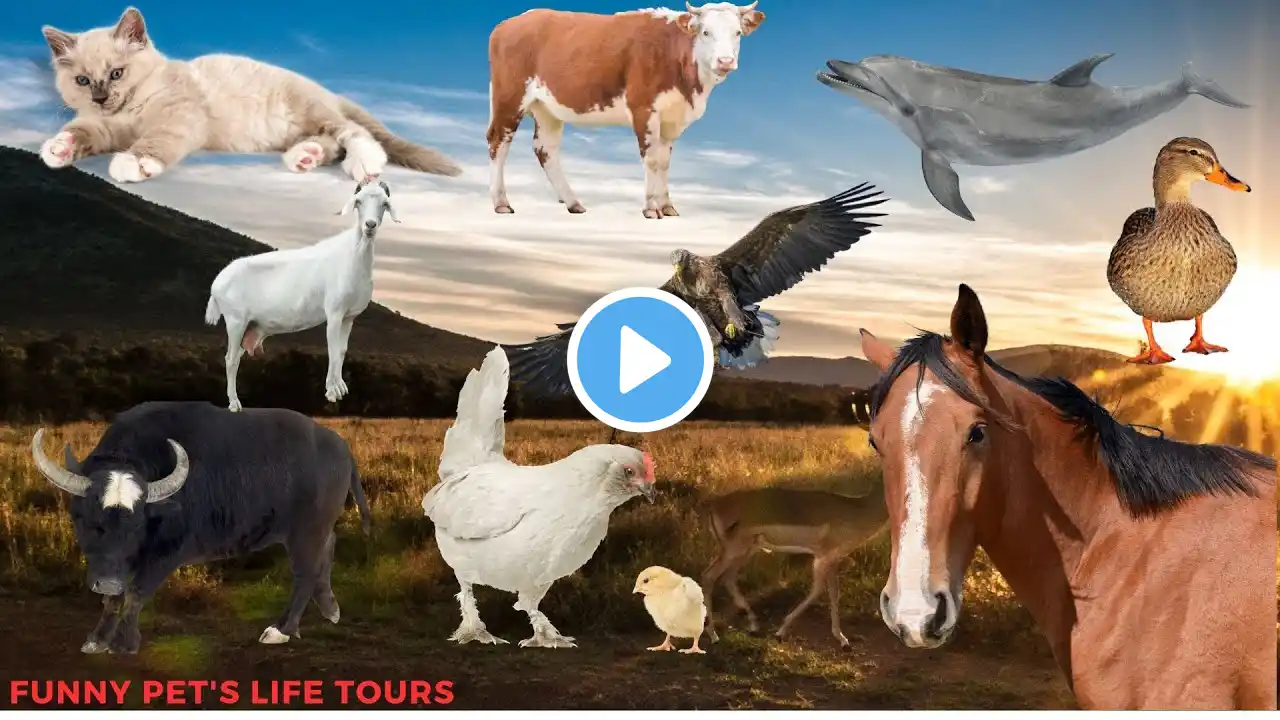 Bustling animal world sounds around us: Elephant, chicken, horse, duck, dog, cat - buffalo, eagle