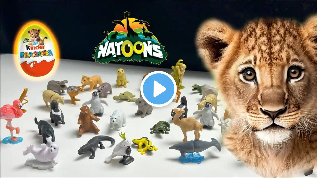 Completing the Collection: Kinder Surprise 2024 NATOONS ASMR Unboxing Finale