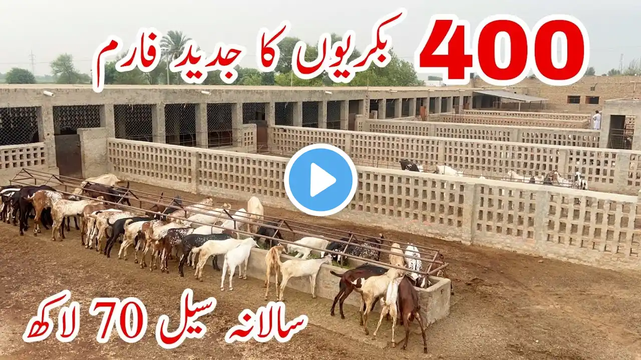 Pakistan Modern Beetal Goat Farm #goat #goats #goatfarm