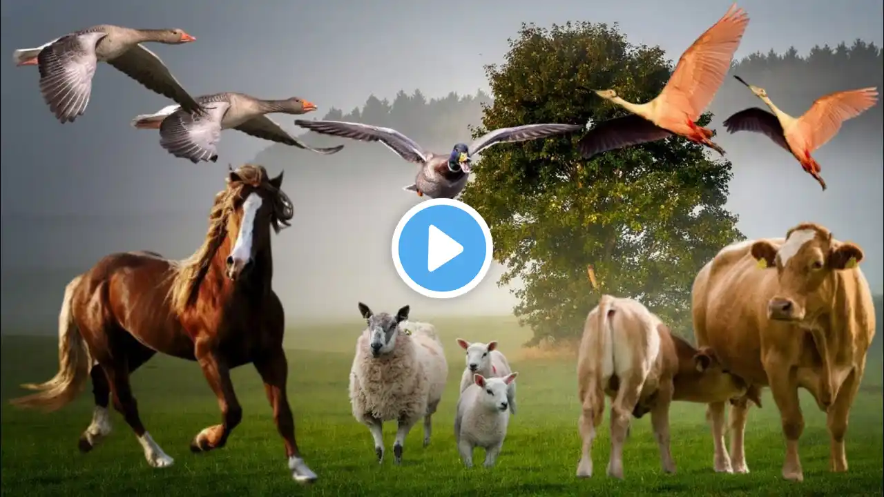 Beautiful Animal Moment - Horse, Sheep, Cow, Bird, Goose, Duck, Camel, Donkey, Etc. @AnimalSounds973