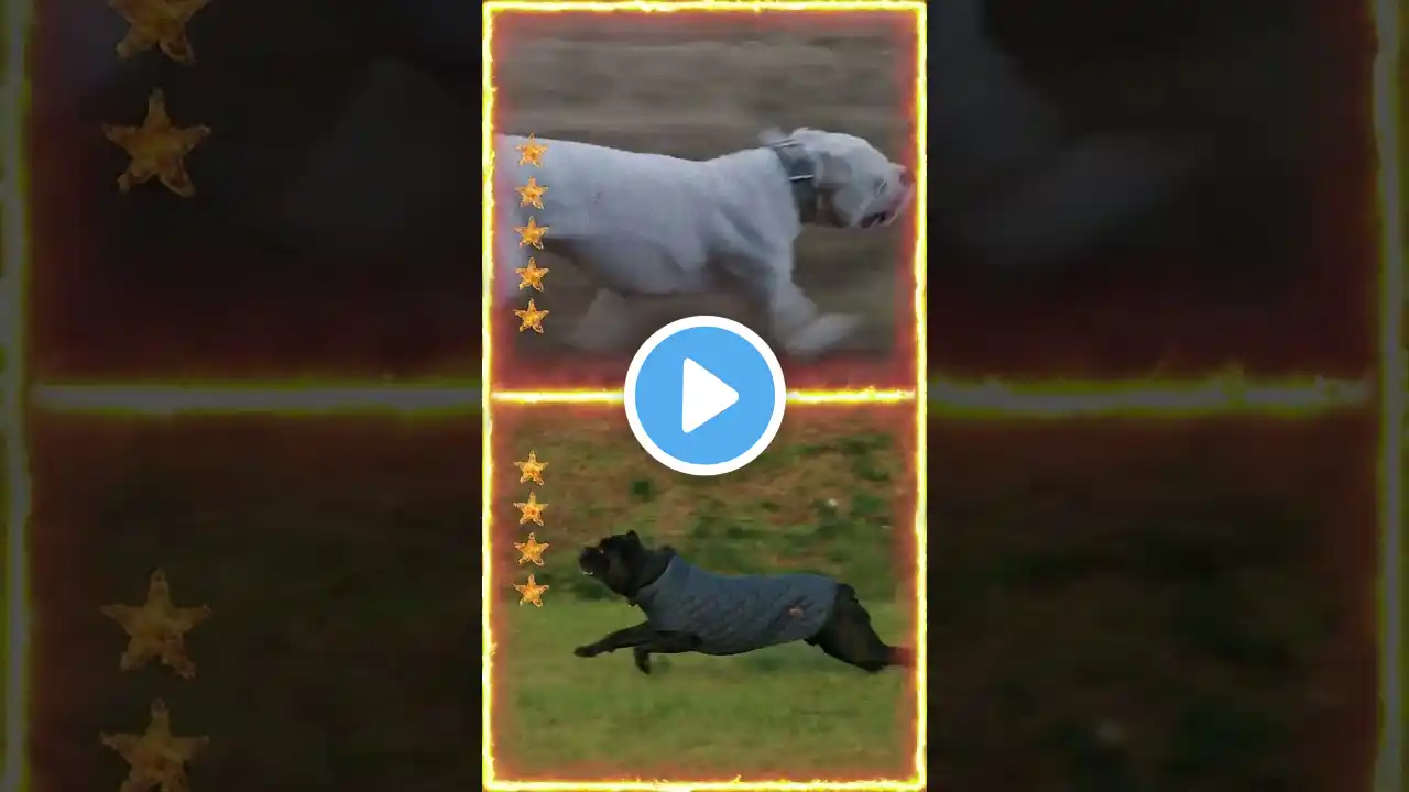 Dogo Argentino VS Cane Corso