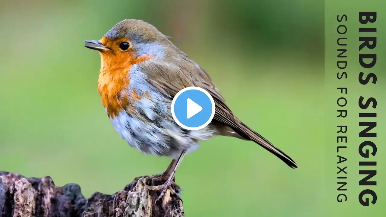 Morning Forest Birdsong – Peaceful Nature Sounds for Relaxation & Healing Sleep