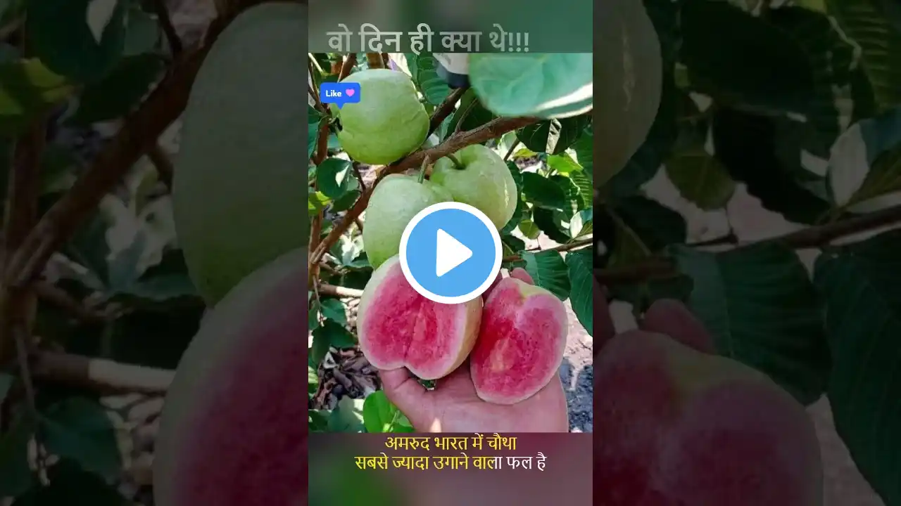 भारत के किस राज्य में सबसे ज्यादा अमरूद होते है? | #shorts #guava #fruits