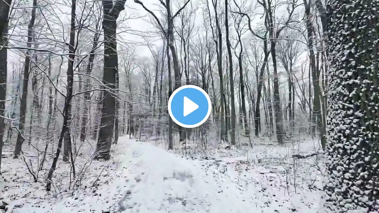 ASMR soft crunchy snowfall hike. #snow #hiking #nature #asmr #crunchy #winter #original #snowfall #💙