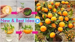 New & Best Ideas: How to grow orange tree at home| Growing Oranges|Growing oranges from seeds|Garden