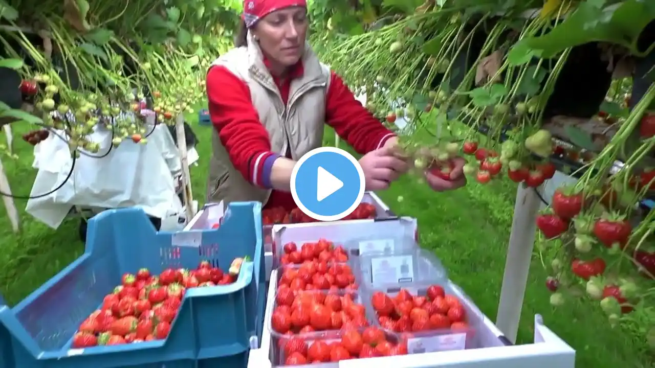 Awesome Hydroponic Strawberries Farming  Modern Agriculture Technology  Strawberries Harvesting