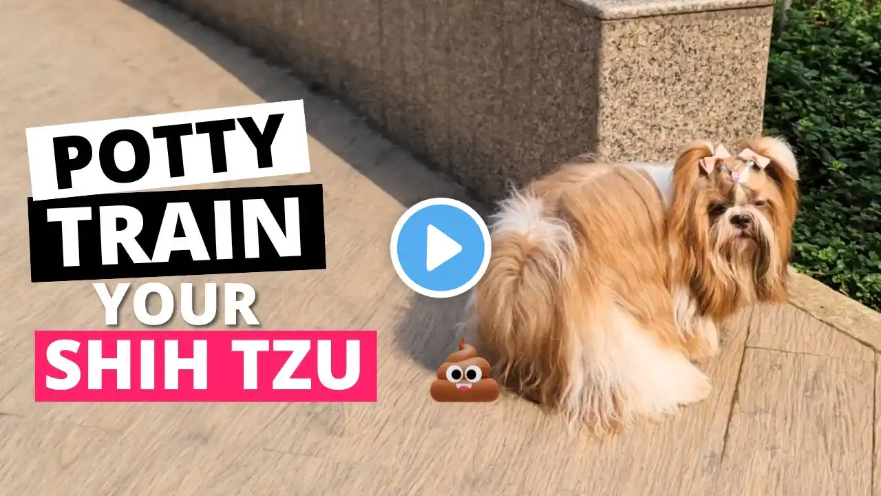 How to Potty Train your Shih Tzu Puppy? (THE RIGHT WAY)