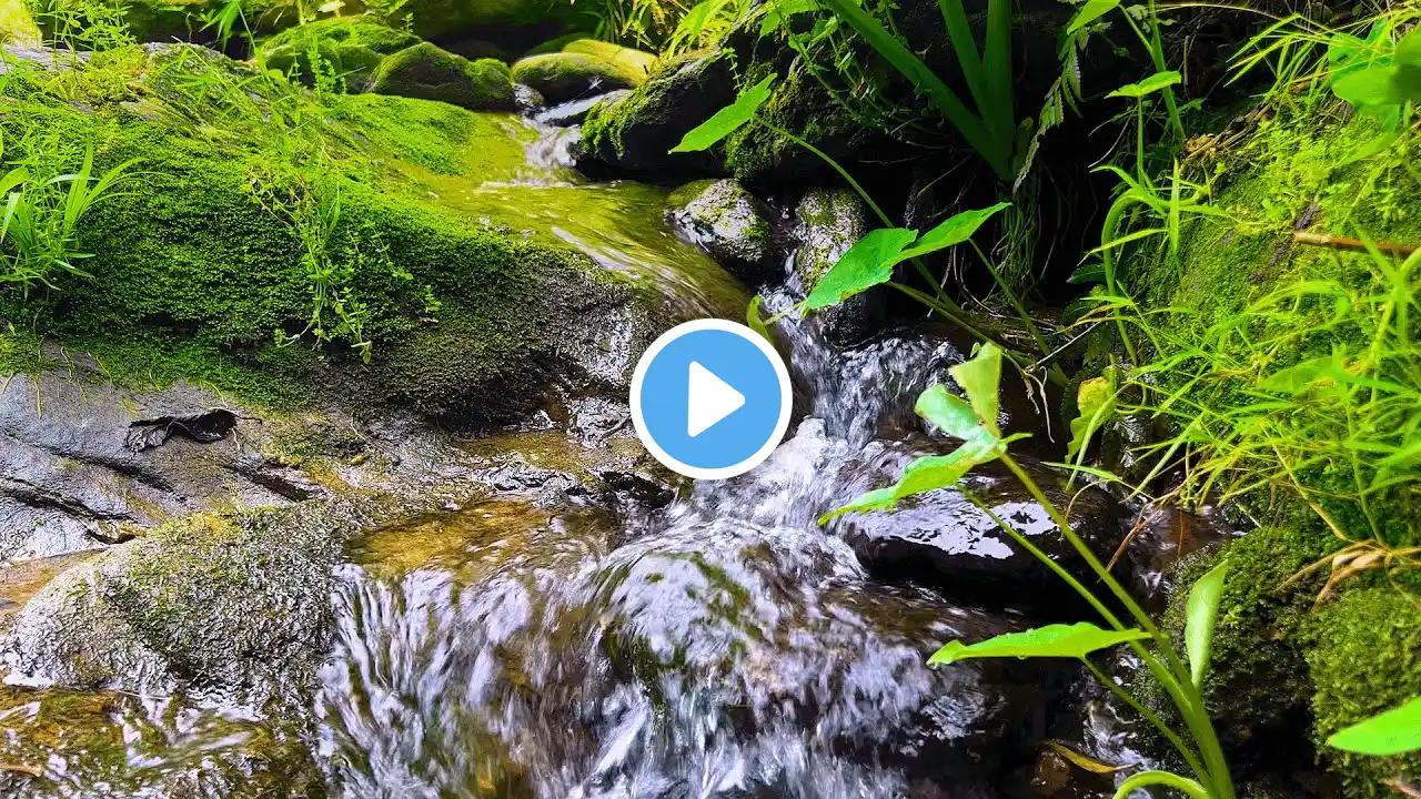 Gentle Woodland Creek 🍃 | Healing Water Ambience for Relaxation & Focus