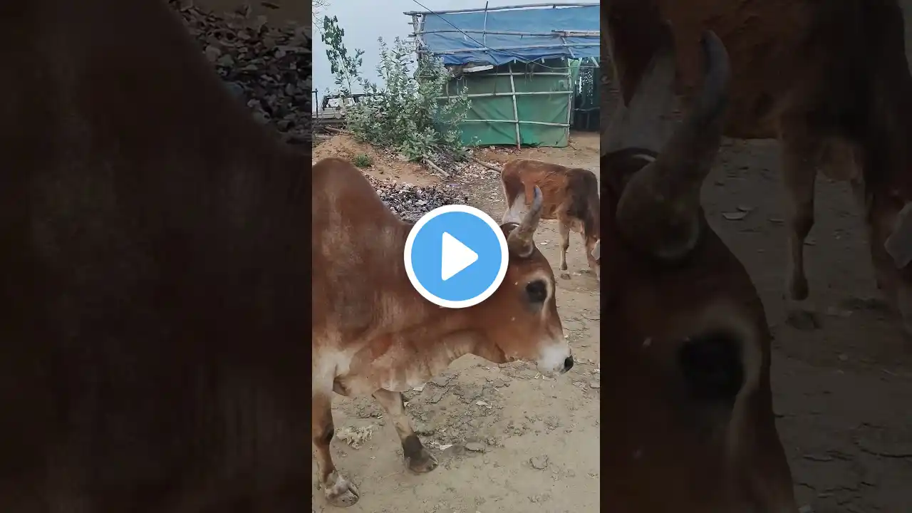 Bin Bon bull Baby Kittens Puppy Goes Koi Cat And swims Rabbits Animals Eats Egg Muckbang #comedy
