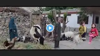 Mountain Village Life in Gilgit-Baltistan – Pure, Peaceful, and Natural.