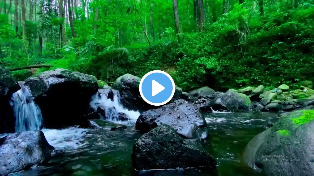 Calming River Stream In The lush Forests and Mossy Rocks To Instantly Melt Your Stress Away