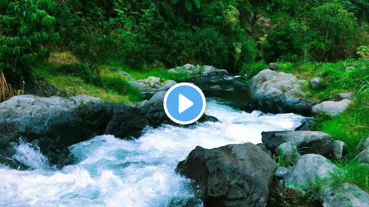 Forest Stream Sounds for Deep Sleep | Relaxing River & Nature ASMR for Stress Relief