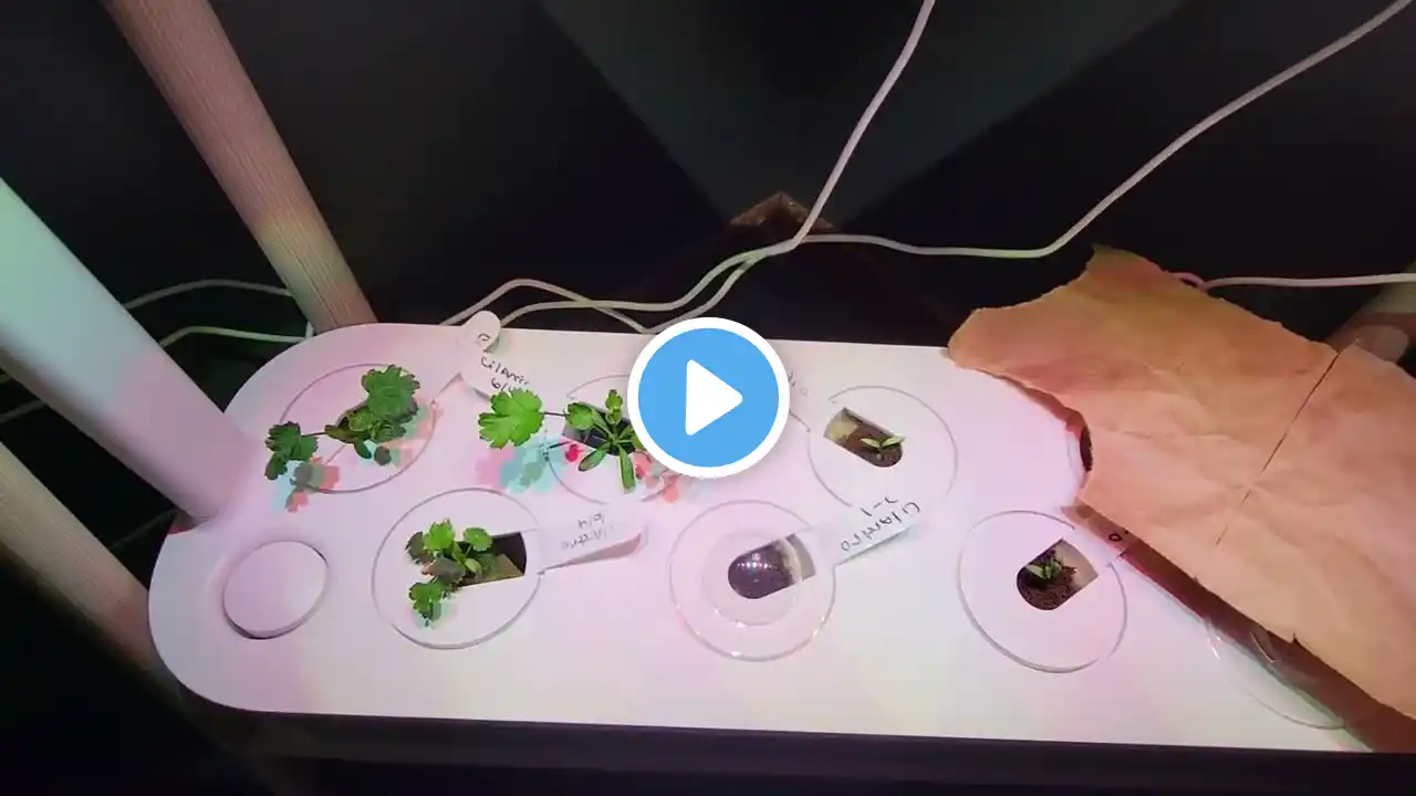 Click & Grow system. Experimenting using my own sponges and nutrients.