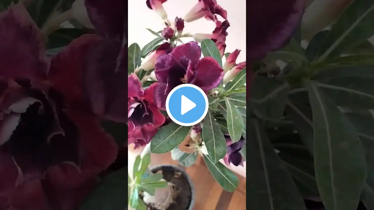 #short #shorts #trending #viral #ytshorts #adenium #flowers #garden #natureworld1616 #flower