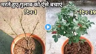 मरते हुए गुलाब को मरने से कैसे बचाएं | How To Save Dying Rose Plant