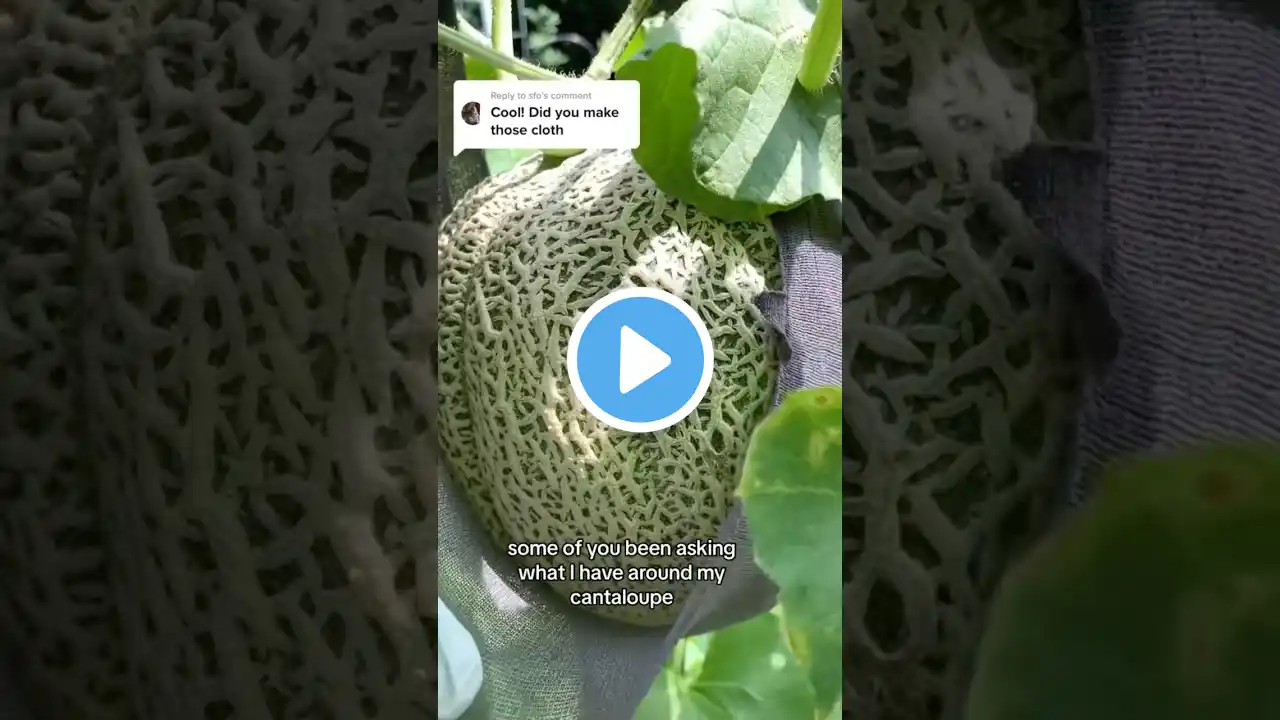 DIY Cantaloupe support🍈 #cantaloupe #diygarden #shorts #gardenideas #harvest #growyourownfood