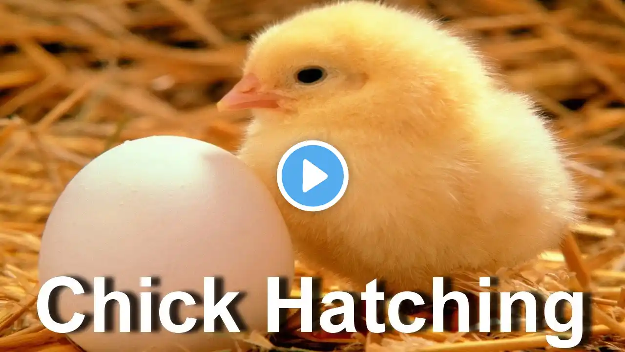 Baby Chick Hatching | Egg Hatching