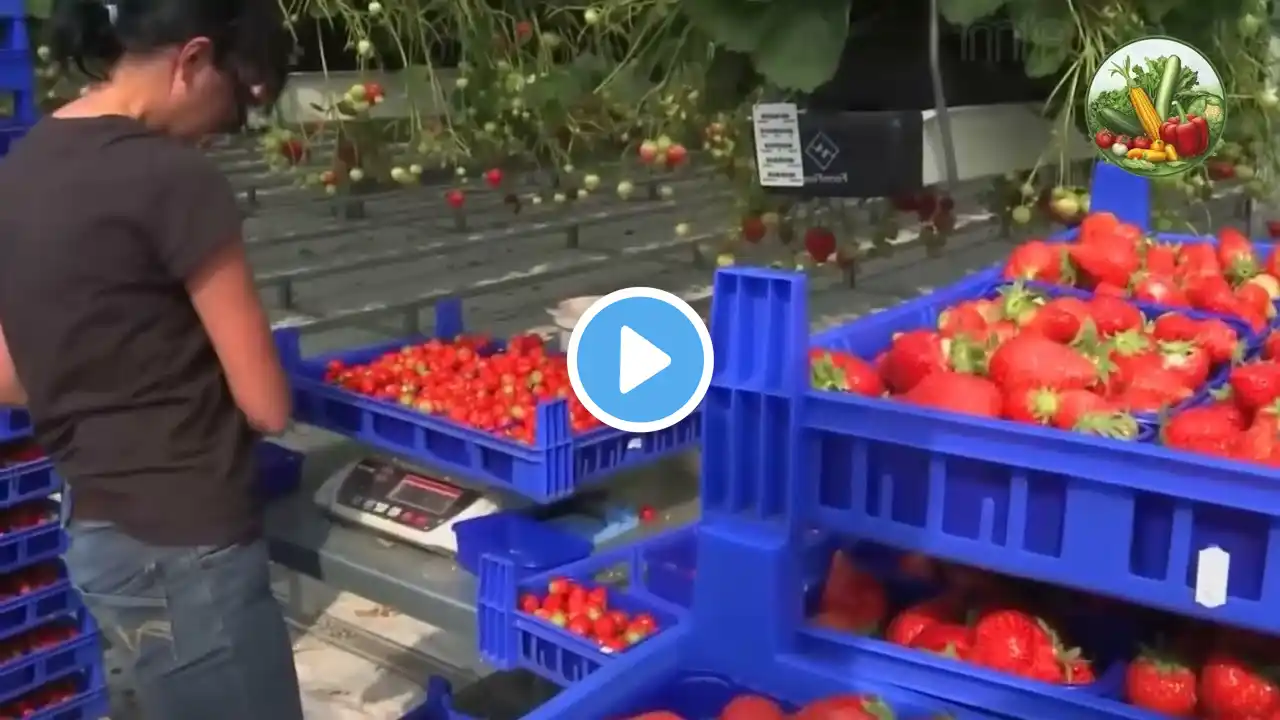 The Future of Farming: Modern Hydroponic Strawberry Production and Harvest