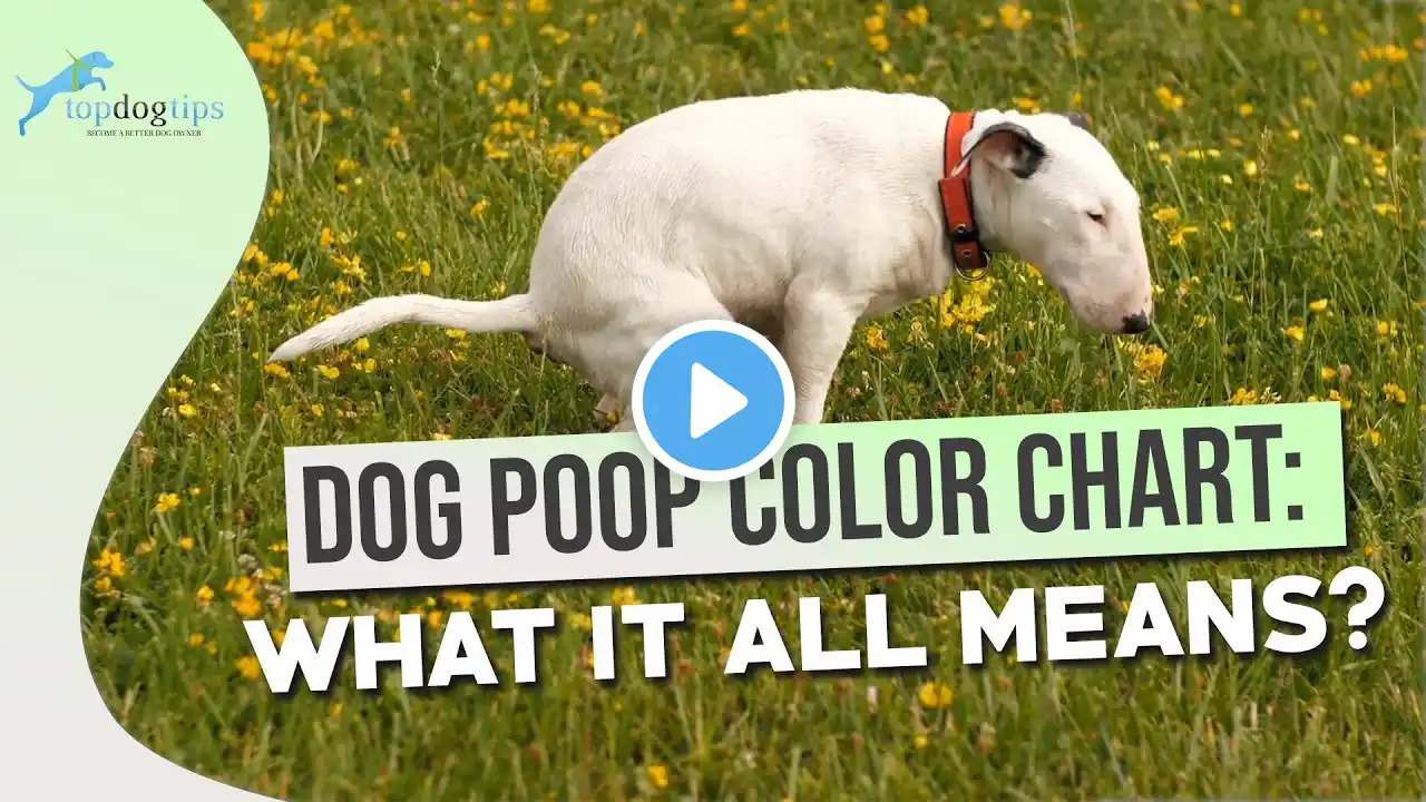 Dog Poop Color Chart: What It All Means