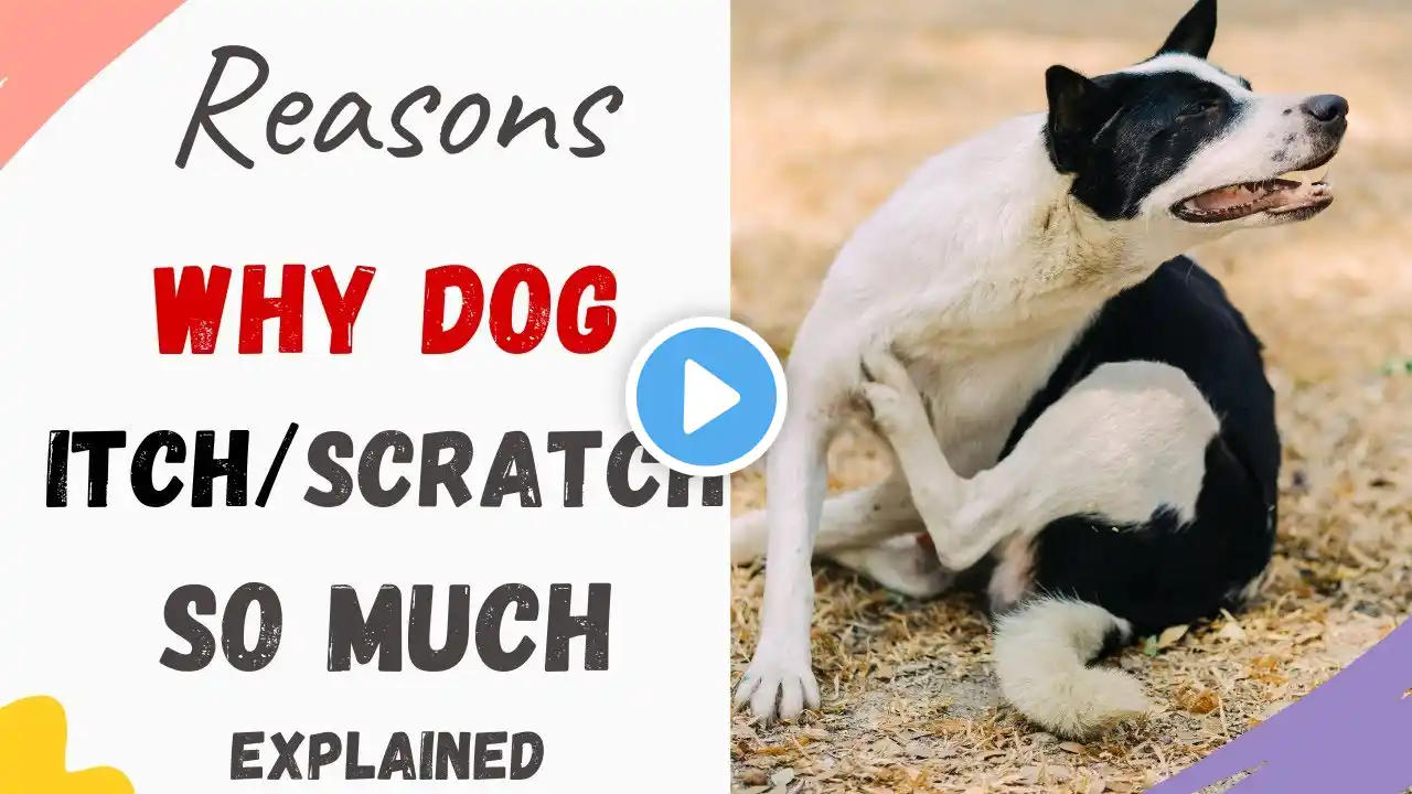Why is My Dog So Itchy: Why Is My Dog Scratching So Much (Explain with Reasons with how to stop it)