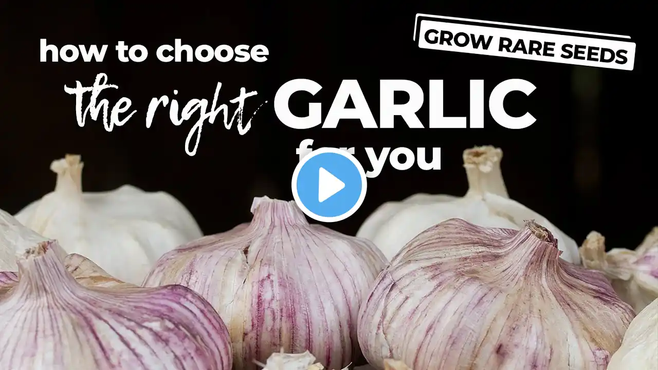 How To Choose the Best Garlic To Plant