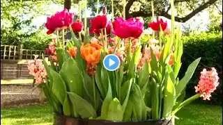 Planting Bulb Lasagne Containers🌷Tulips, Daffodils, Hyacinths And Crocus.