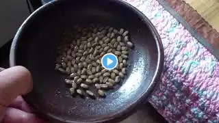 태어난지 한달 정도된 새끼고양이 첫 사료 주는 방법.
