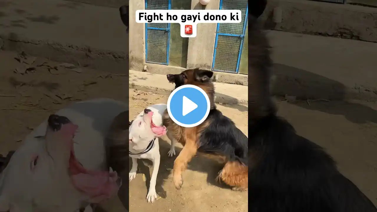 Dogoargentino vs germanshepherd🚨#dogs#doglover#fight#viral#shorts#dogoargentino#germanshepherd