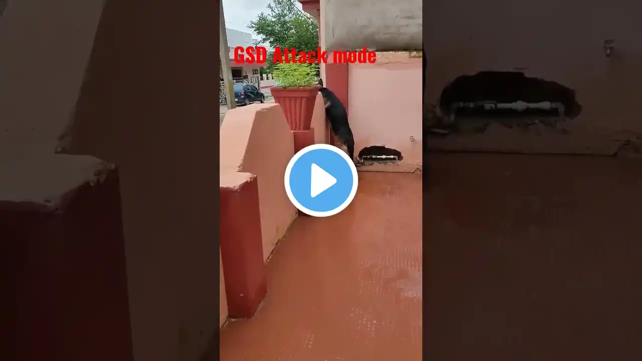 German shepherd dog are the best guard dogs //cute dog videos// funny dog videos// trending// dogs