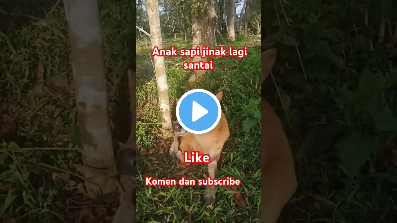 Anak sapi jinak lagi santai #trending