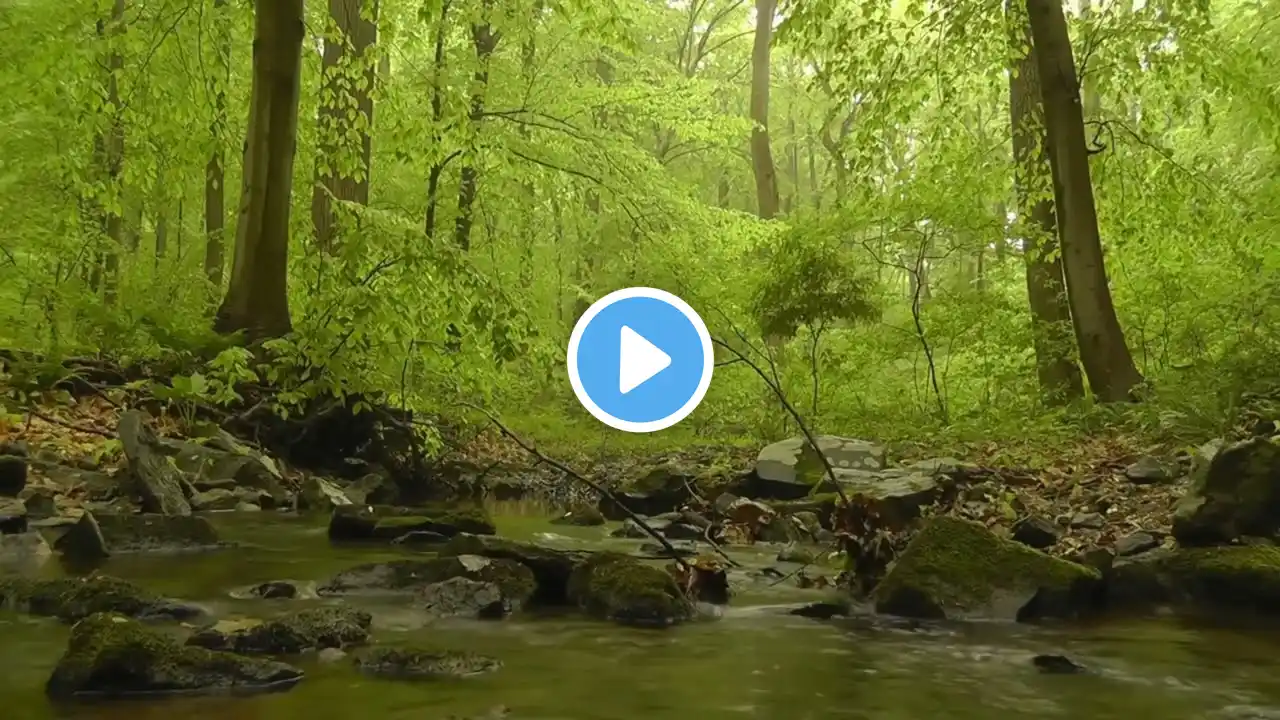 Calming Forest River: Peaceful Water Flow for Deep Relaxation