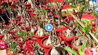 Adenium mein new growth shuru ho gai.ll Adenium pruning update ll