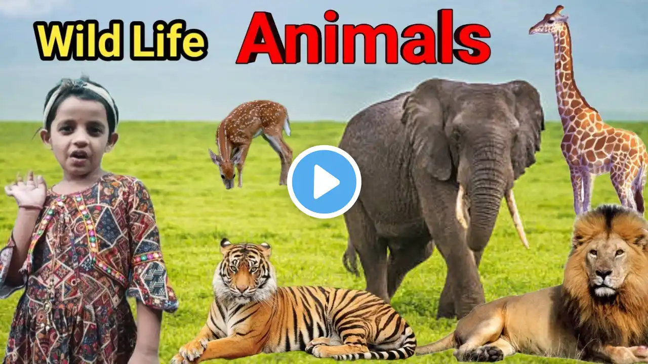 30 Amazing wild animals name || super sound effect for kids || unique way | in english & hindi |