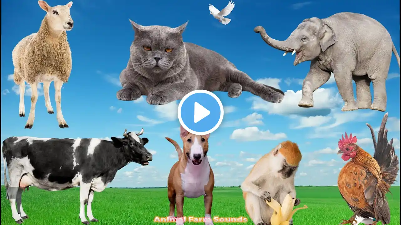 Collection of Cute Pets: Cow, Cat, Pig, Elephant, Sheep, Dog, Chicken - Animals Moment