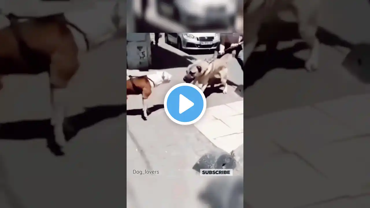 pitbull dog 🆚 kangal dog fight🔥 #shorts #shortsfeed #dogs