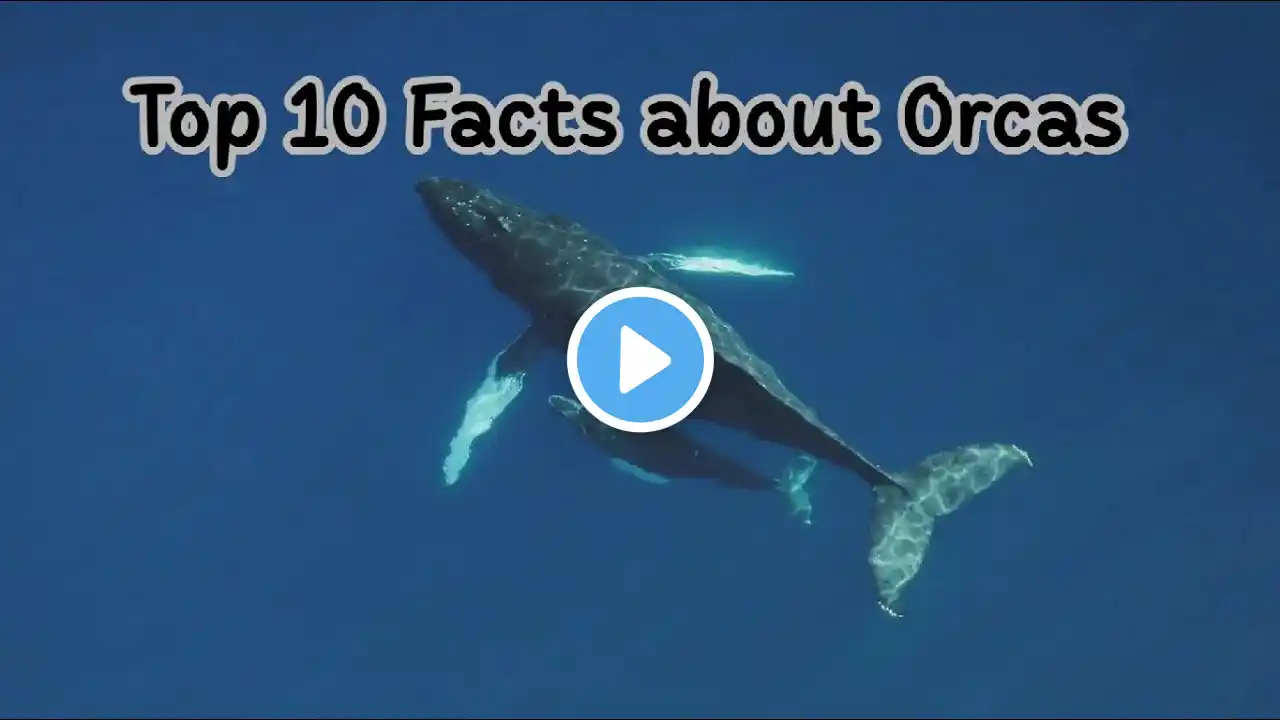 Top 10 Amazing Facts About Orcas – The Ocean's Apex Predators!