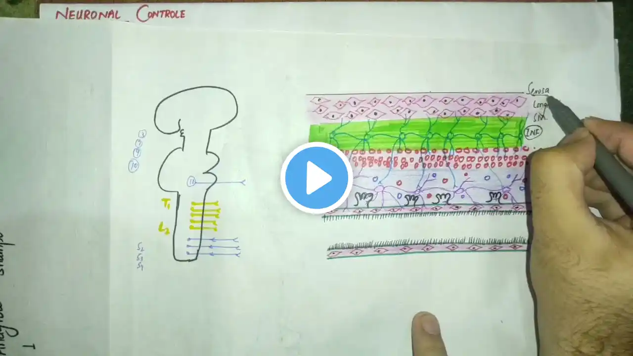 guyton chapter 63 part 2,neural control of gastrointestinal function,enteric nervous system#git_mbbs