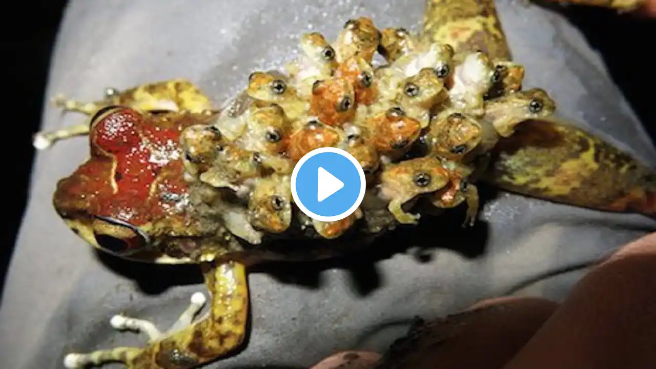 Craziest Ways Sea Creatures Give Birth