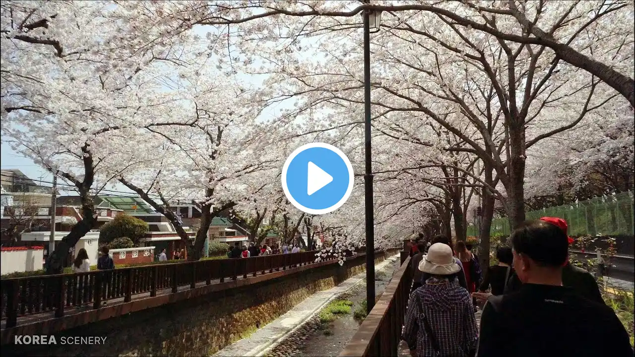 Jinhae Gunhangje Yeojwacheon Romance Bridge Cherry Blossom Trail Walking Scenery - 4K HDR