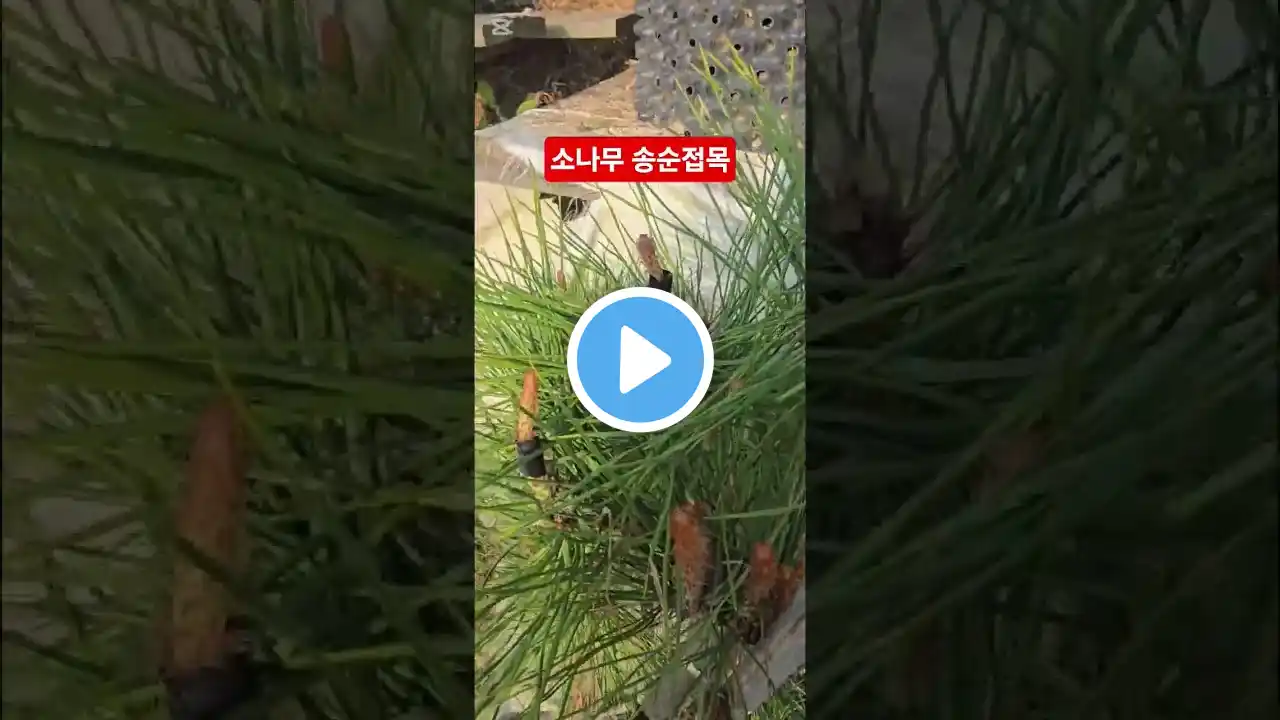 황금소나무 송순접목으로 값나가는 소나무 만들기
