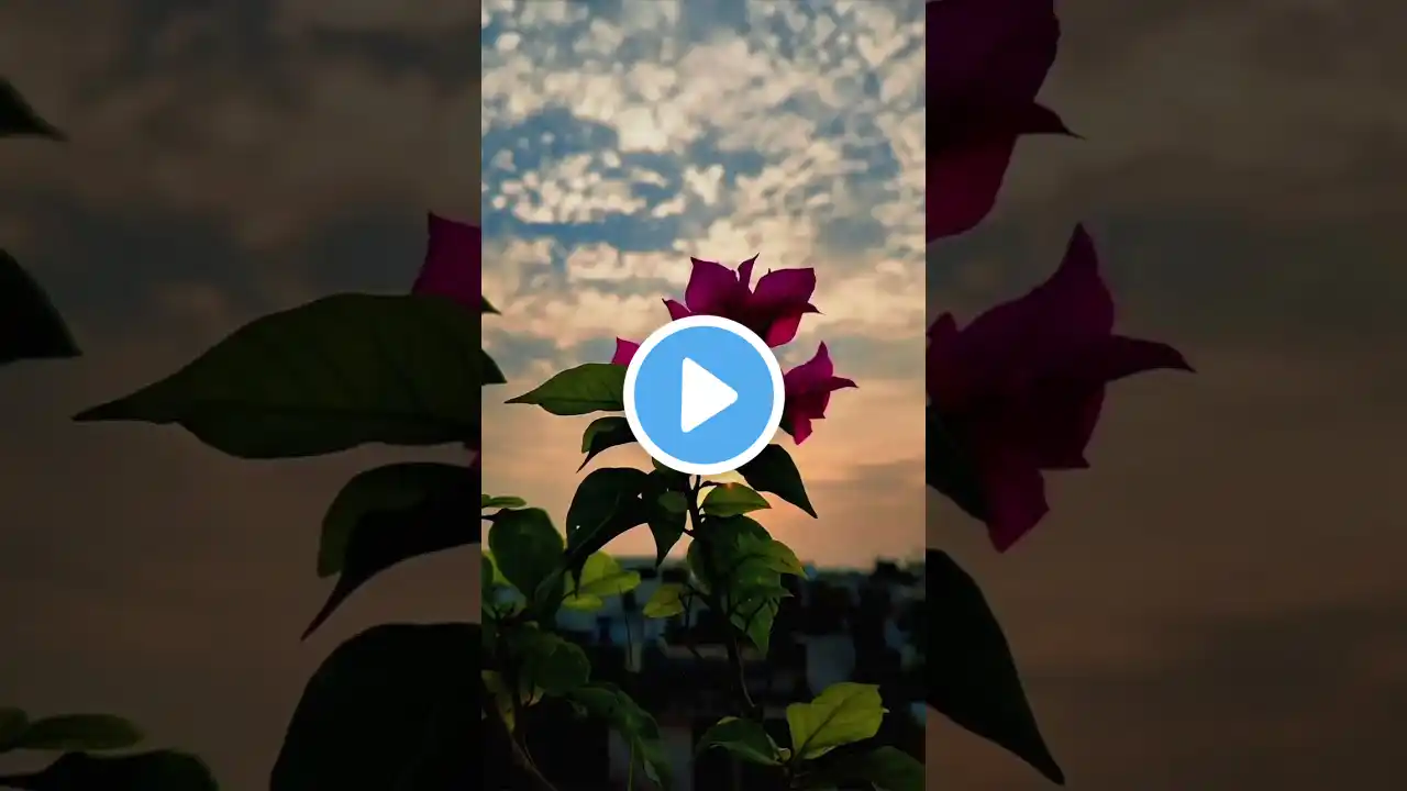 I love nature#flowers #beautiful #sobrenatural #skyline #song #shortvideo