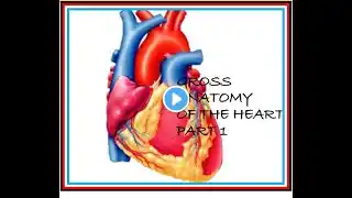 GROSS ANATOMY OF THE HEART PART 1