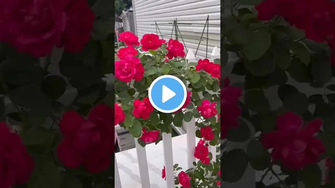 Beautiful climbing rose flowers in the garden (1/3)