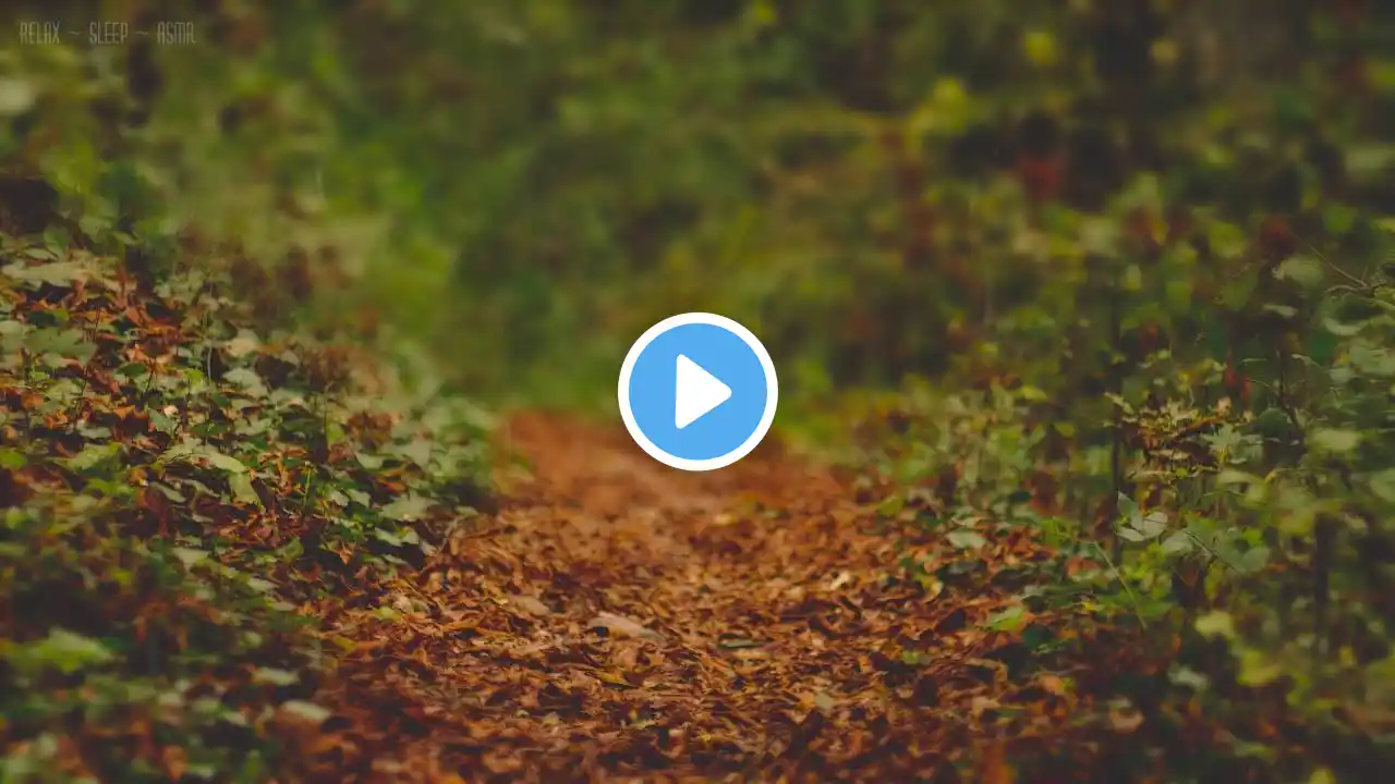 Rain on Leaves on a Forest Road in Autumn - 10 Hours Video with Sounds for Relaxation and Sleep