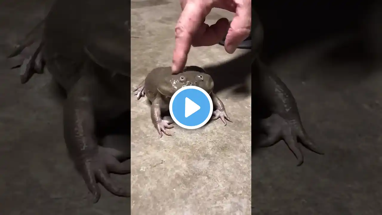 Crazy Frog with Man #memes #animals #funny #shortvideo #frog #candy #shortsfeed #trending #shorts