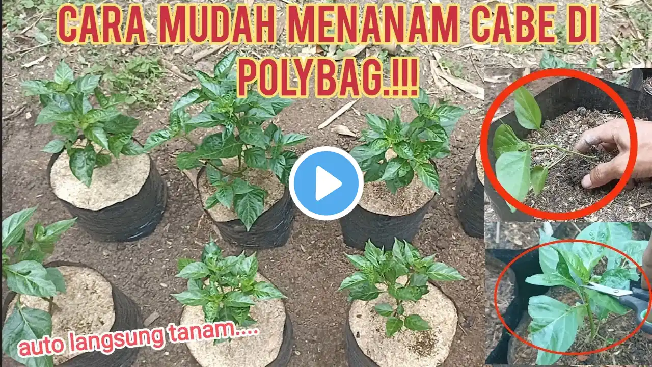 cara mudah menanam cabe di polybag dari awal.!#cabe #petani #garden