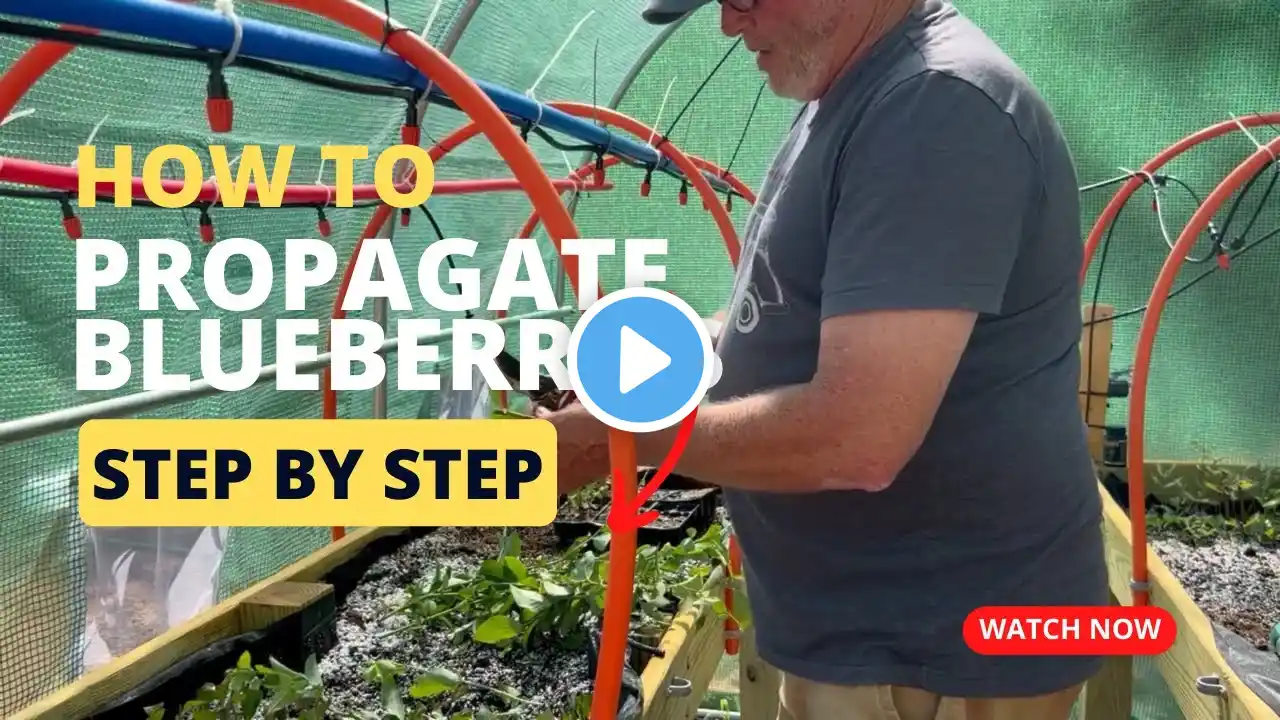 "How to Propagate Blueberries: A Step-by-Step Guide for Beginners"