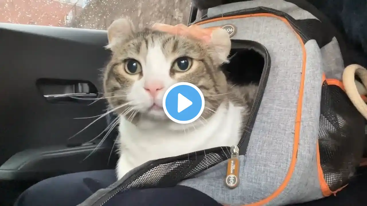 Cat Cough 2: How I found out my cat had asthma