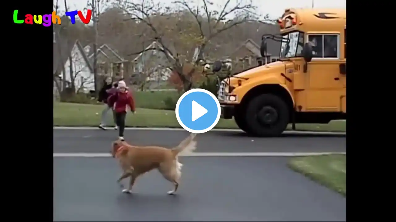 Cute Dogs Waiting And Welcoming Kids Going Home On The School   Funny Dog Videos Compilation 2016