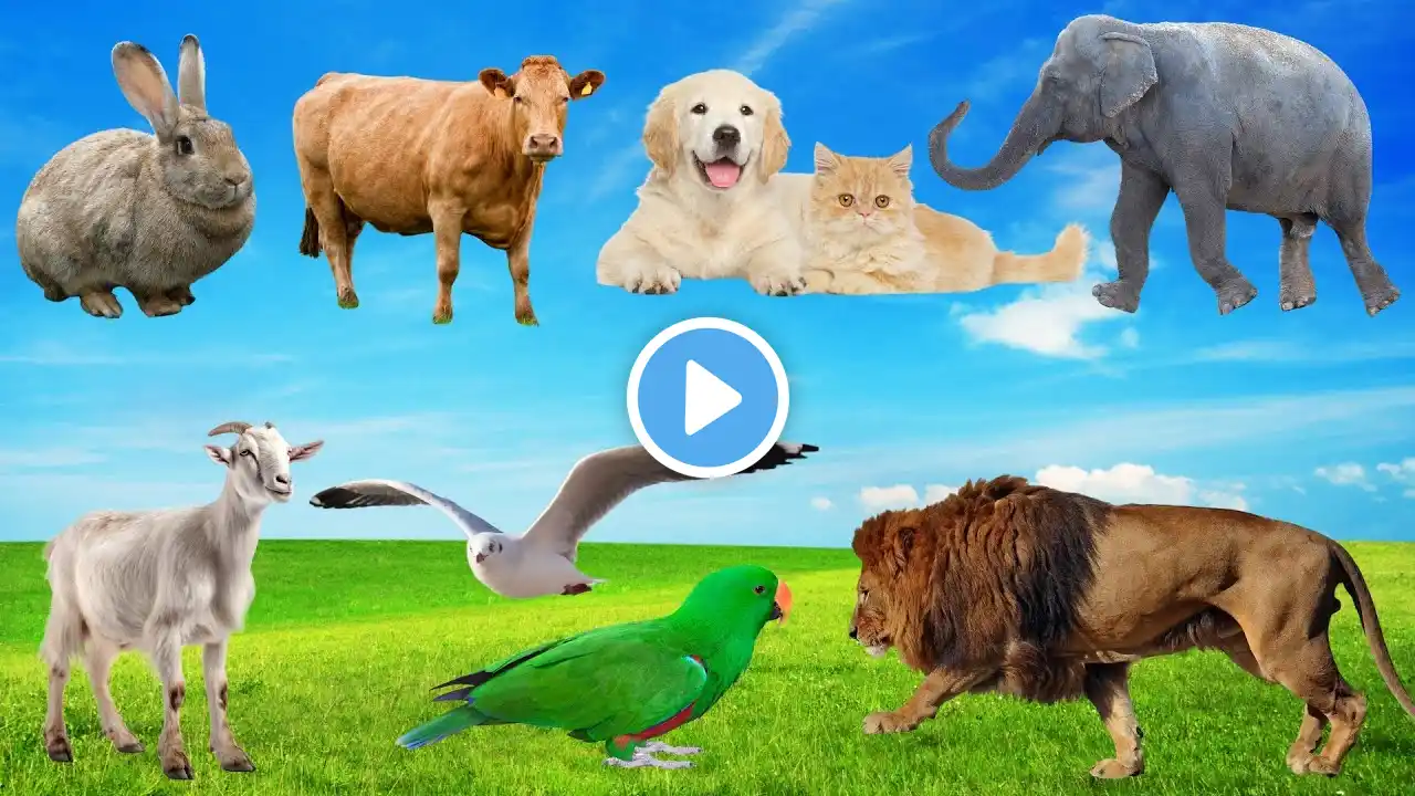 Cute Animal Sound: Rabbit, Cow, Horse, Donkey, Goat, Cat, Dog, Elephant, Monkey, Giraffe, Chicken